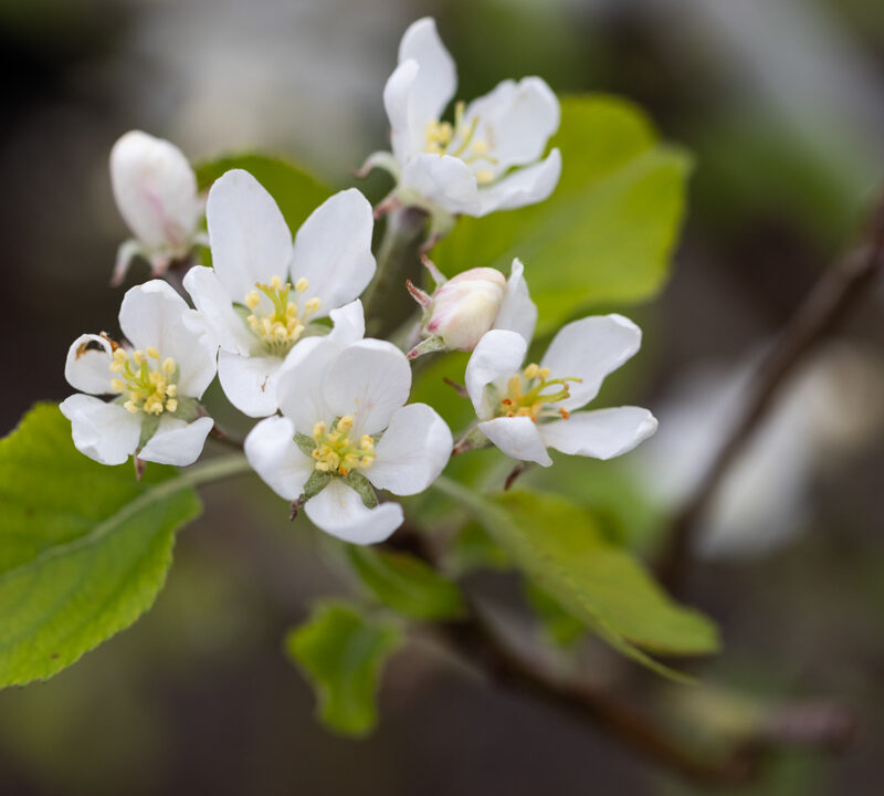 Malus ‘Bunbury White’