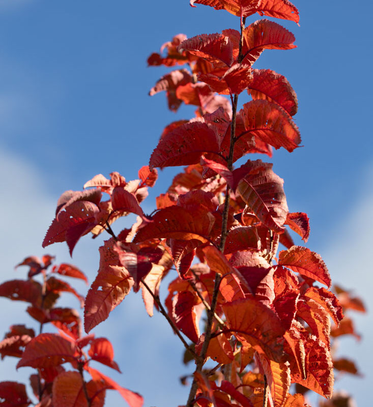Prunus 'Tiltstone Rocketfire'