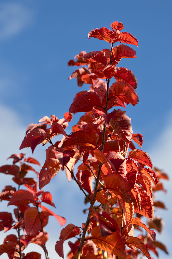 Prunus 'Tiltstone Rocketfire' | Flowering Cherry | Frank P