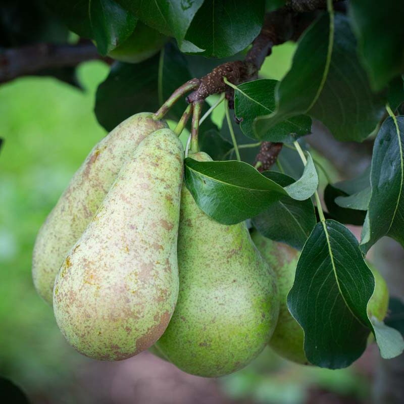 Pear Concorde