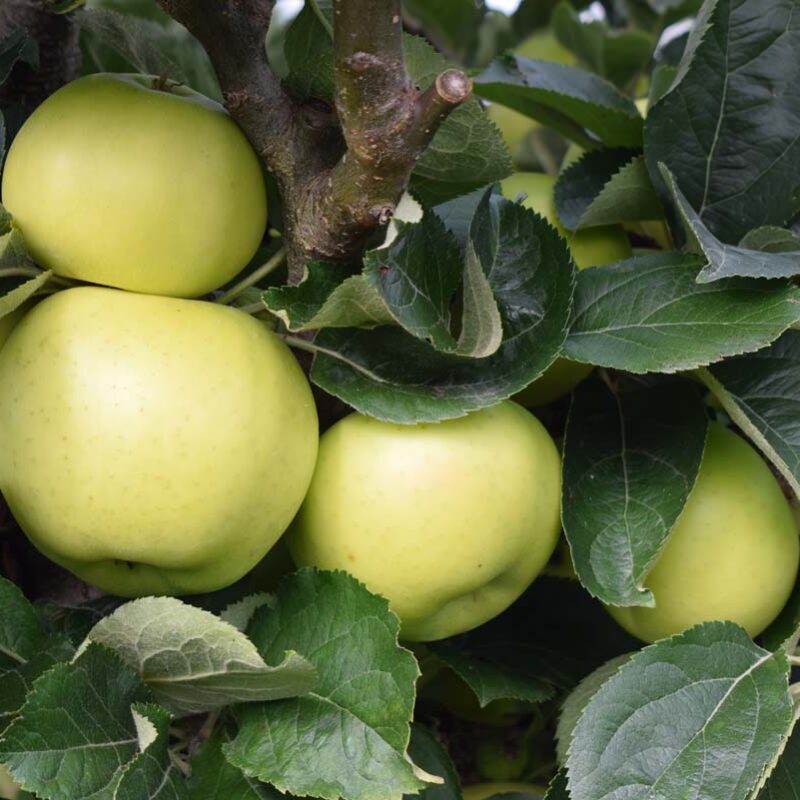 Apple Galloway Pippin
