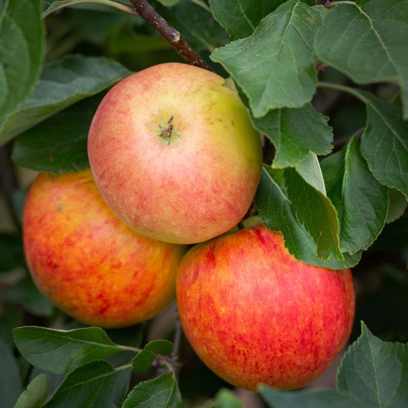 Apple James Grieve