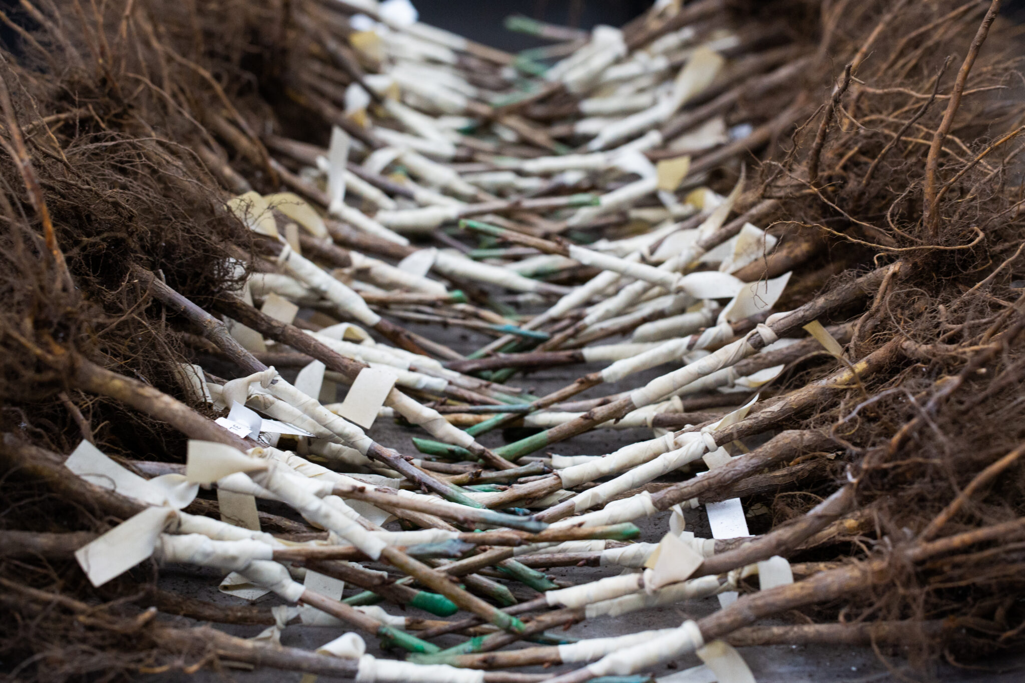 How to Graft a Tree: A Comprehensive Guide to Tree Grafting | Frank P ...