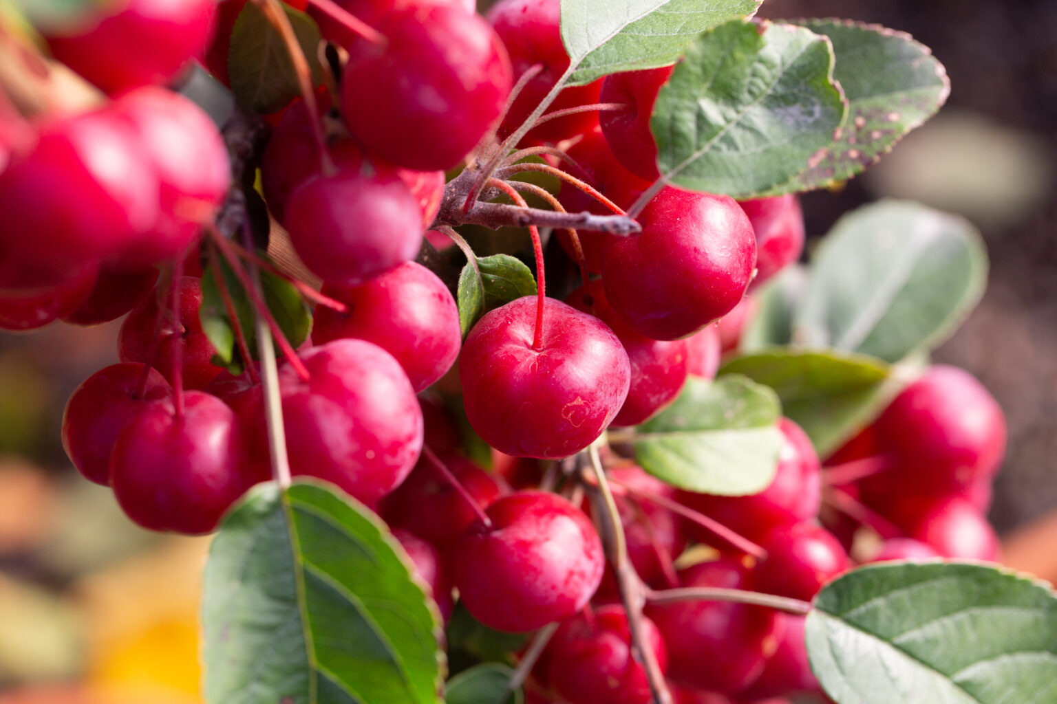 The RSPB Garden Birdwatch and Trees for Birds | Frank P Matthews