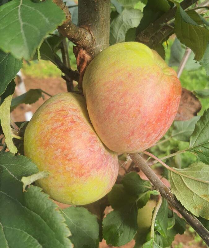 Apple Dons Delight