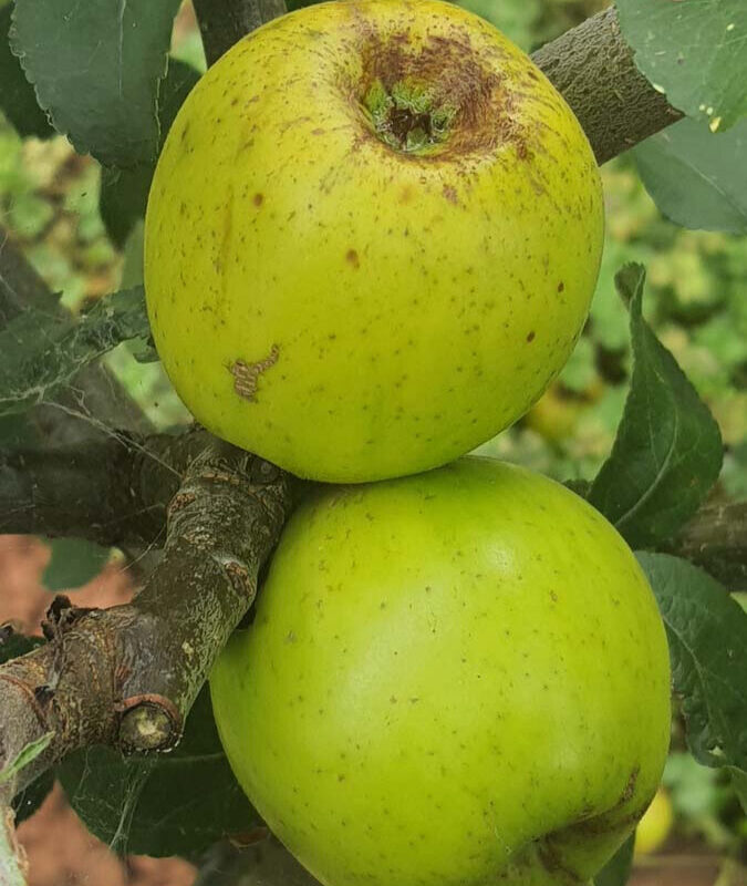 Apple Lucombes Pine