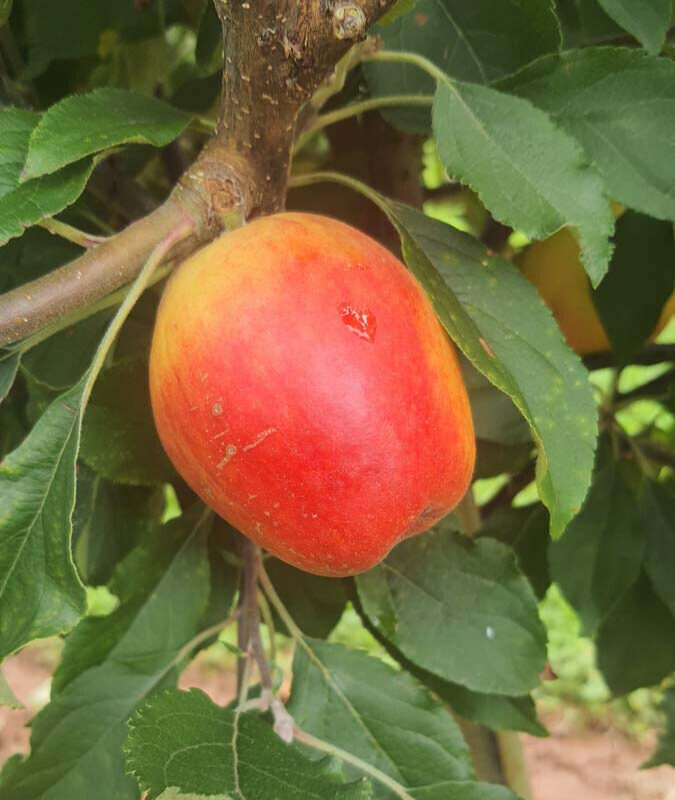 Apple Oaken Pin