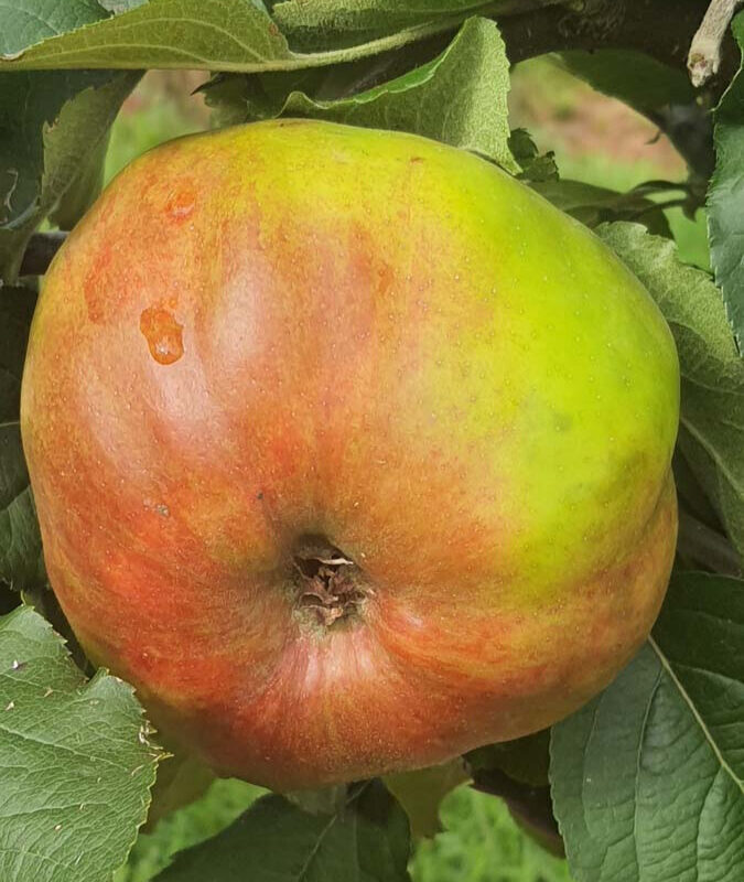 Apple Plympton Pippin