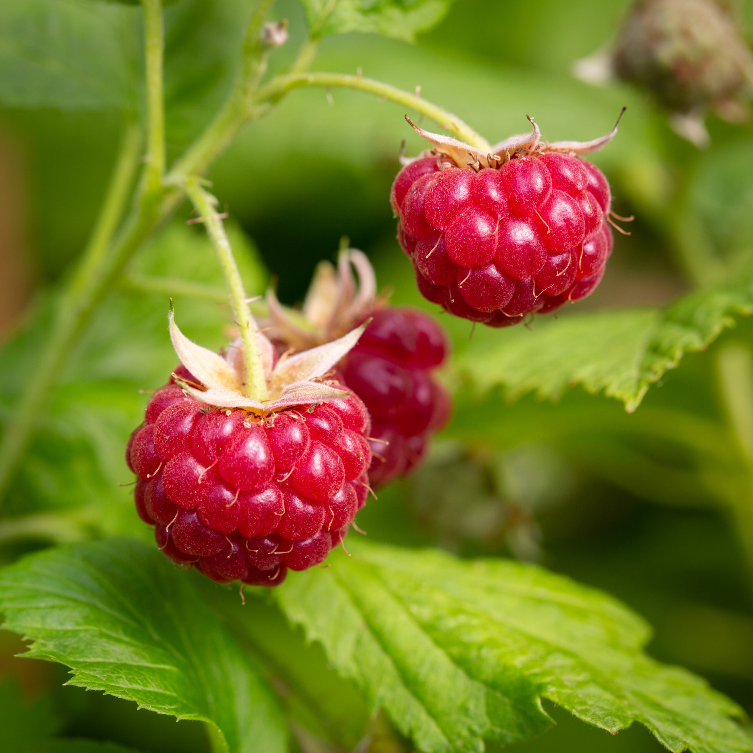 Ten Raspberries The Health Benefits of Growing Your Own Raspberries | Frank P Matthews
