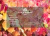 Voucher Option 11