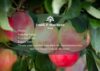 Voucher Option 9