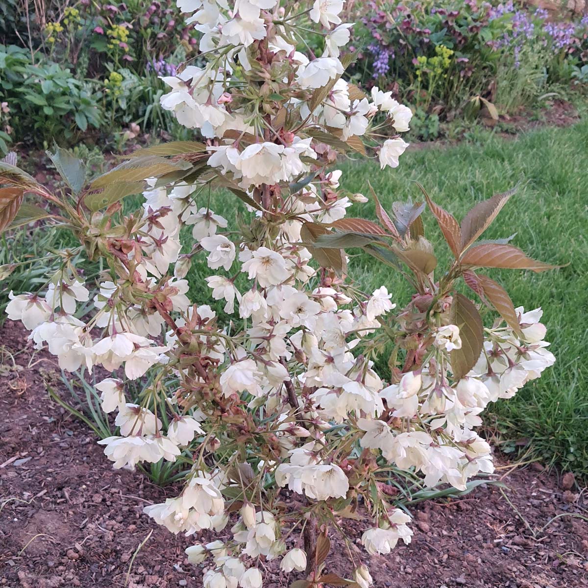 マトリョーシカ　カンパニー 「TREE & GIRL CHERRY」 マトリョーシカ カンパニー 「TREE & GIRL CHERRY」 - メルカリ