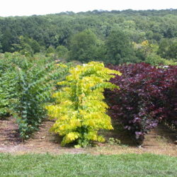 small trees