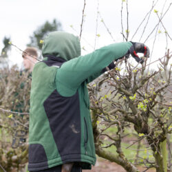 Proper Pruning
