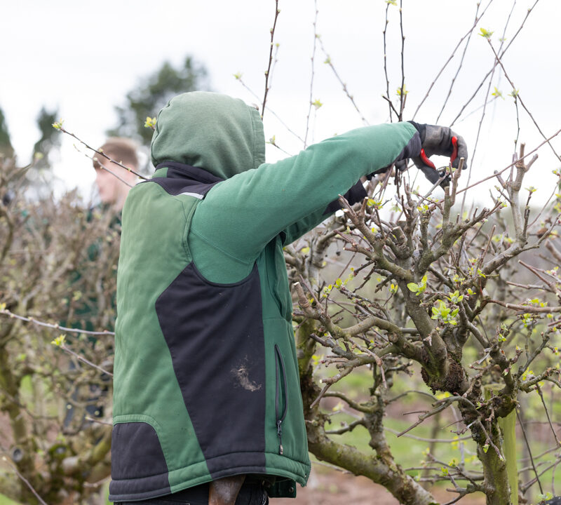 Proper Pruning