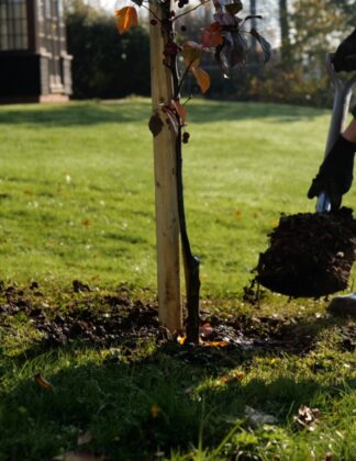 Tree Care