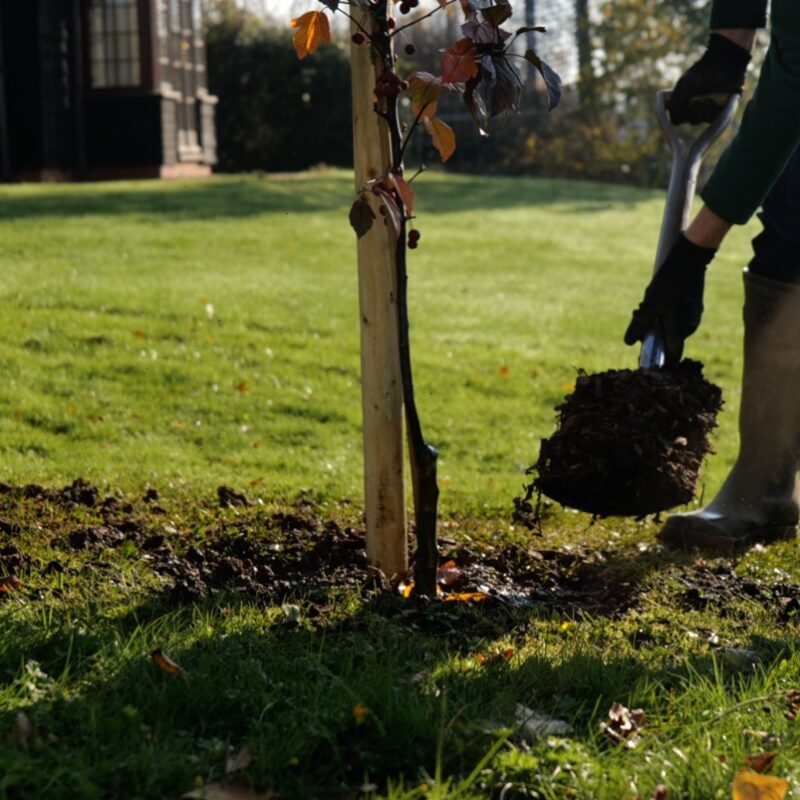 Tree Care