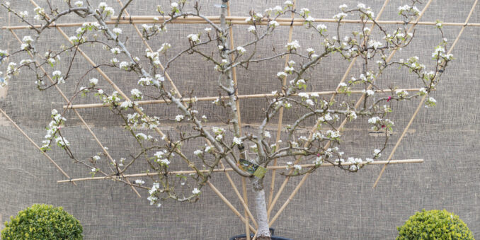 RHS Chelsea Flower Show Trained Trees