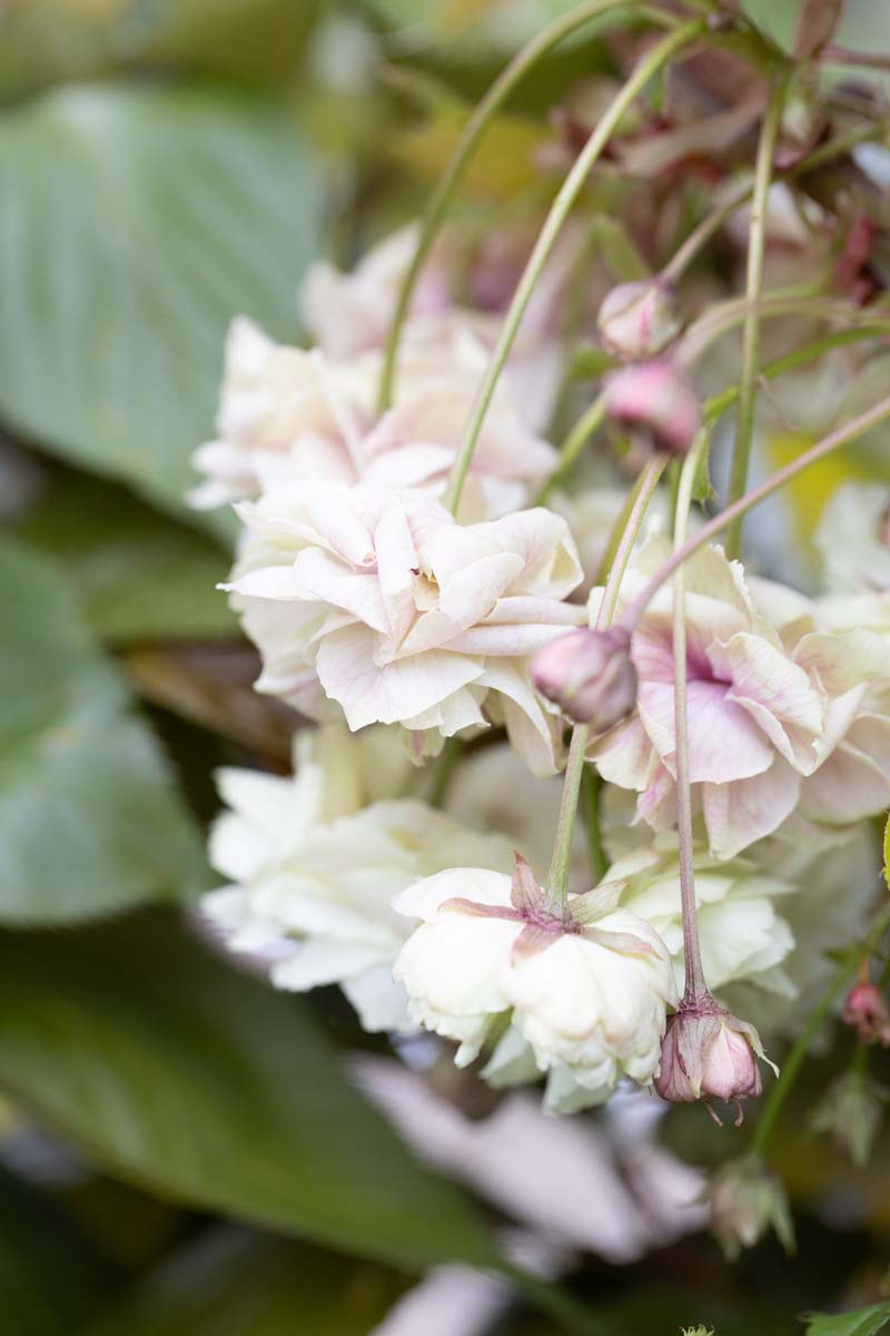 花卉16 Deluxe Size 櫻花花束🌸 全束都是以最頂級的進口花材去做日本的