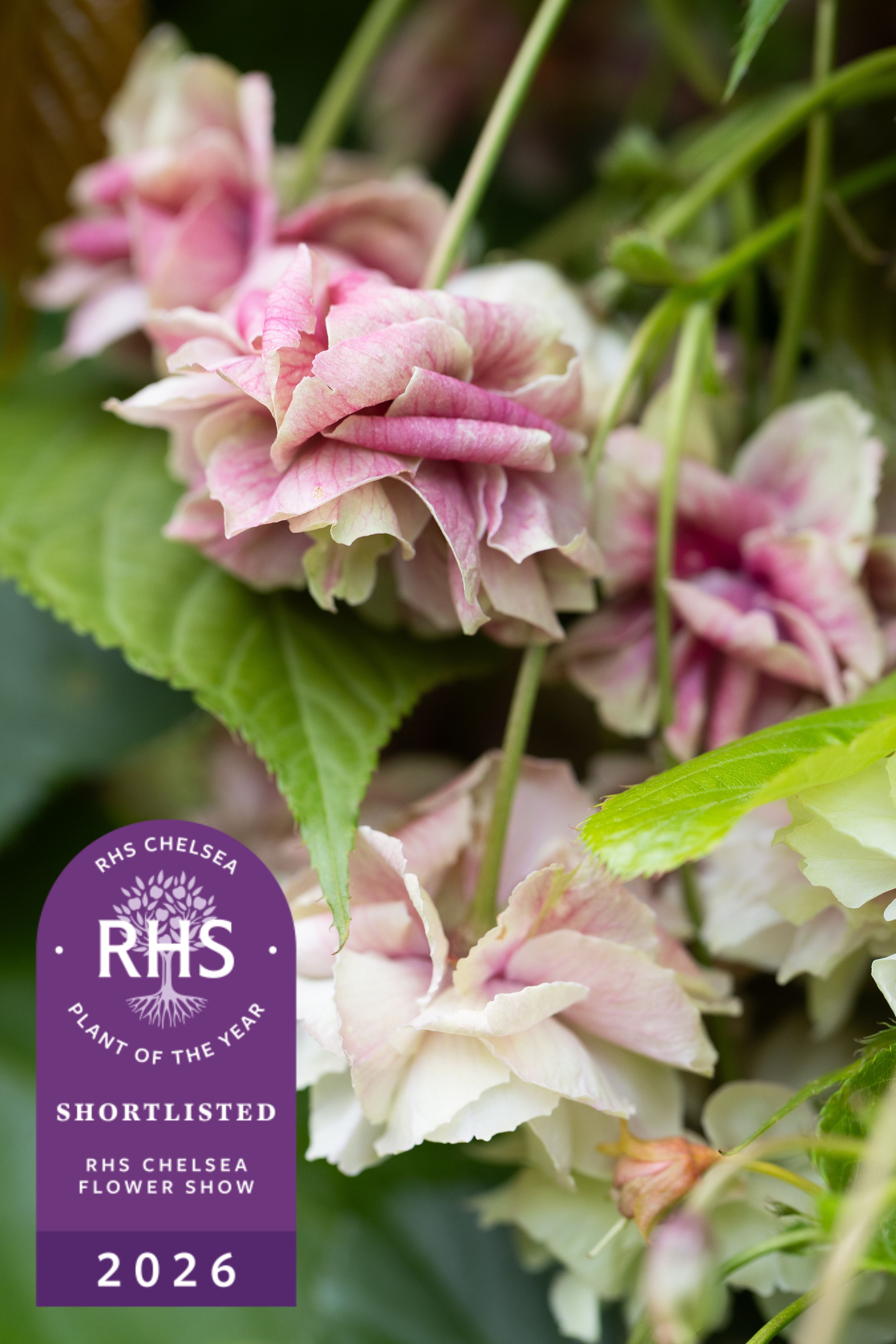 Prunus 'Sumaura-fugenzo' Japanese Lantern™'