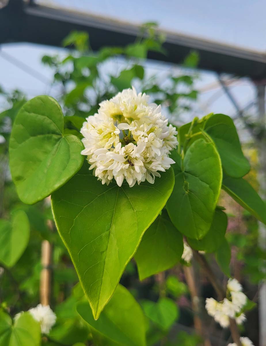 Cercis canadensis 'White Pom Pom'