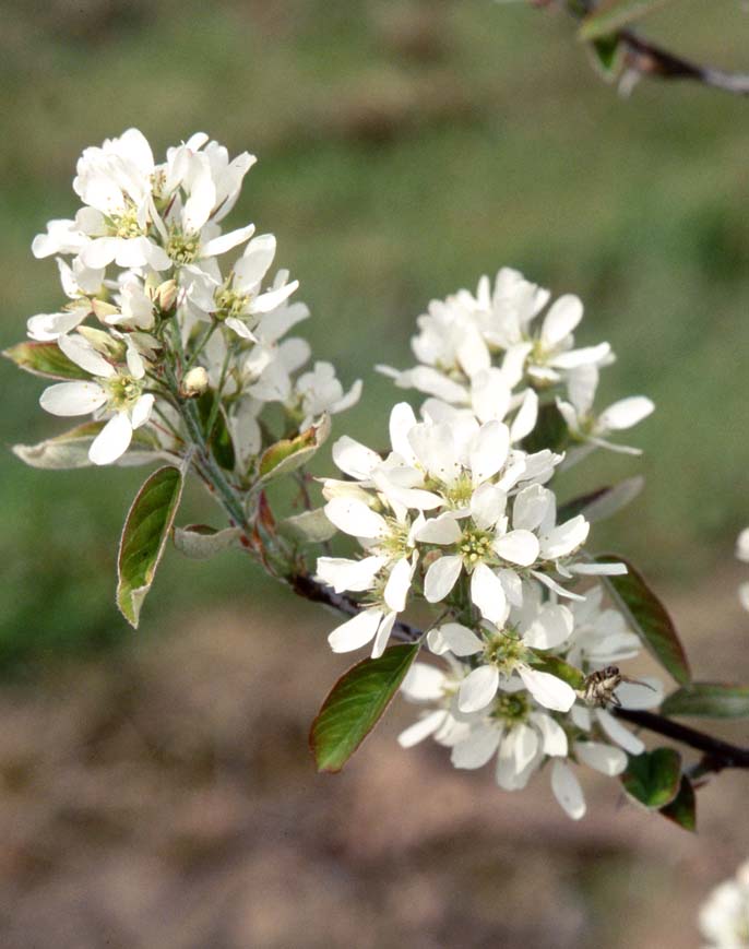 Amelanchier canadensis 'Prince William'