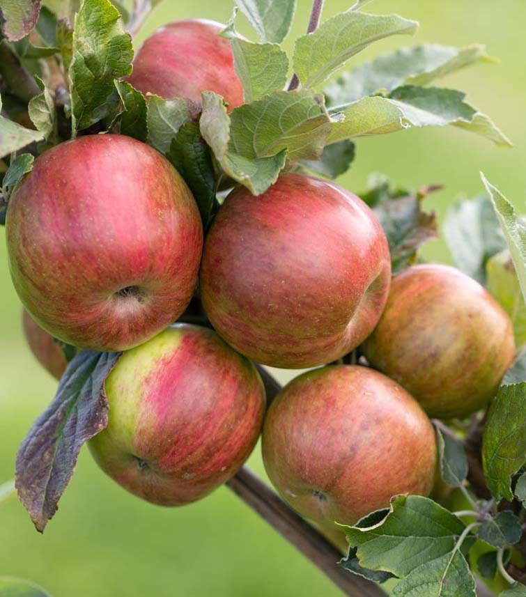 Apple Rainbow Fruit