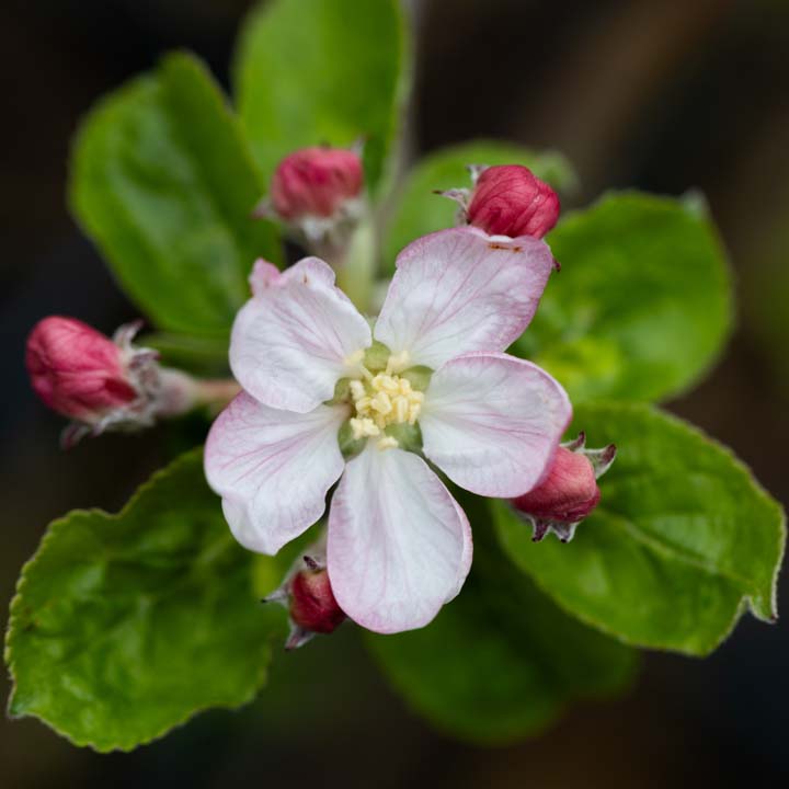 Apple Rainbow “ERICS RAINBOW™ Blossom
