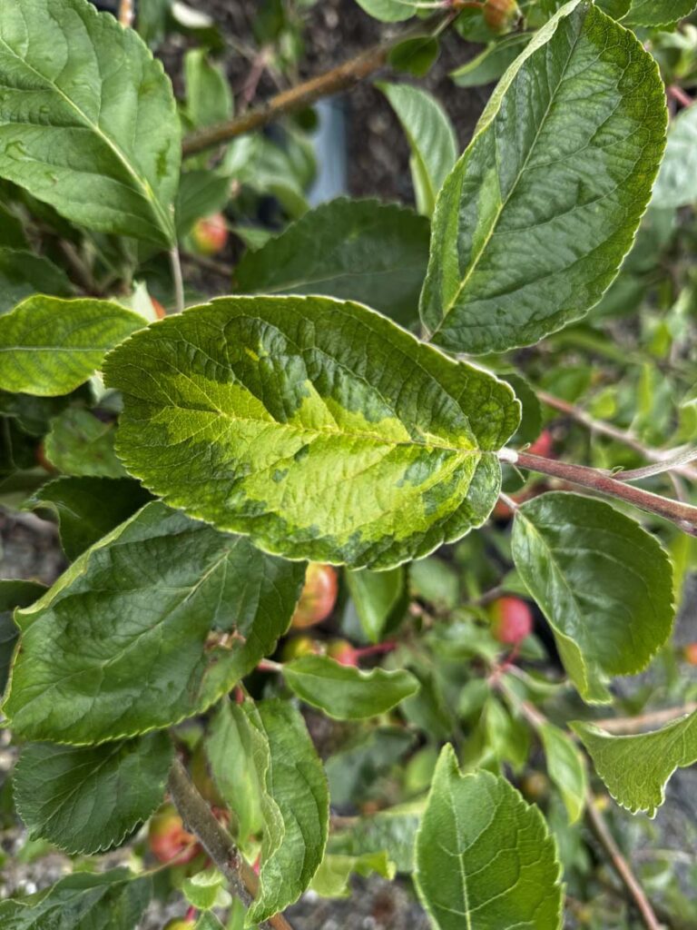 Apple Rainbow “ERICS RAINBOW™ foliage