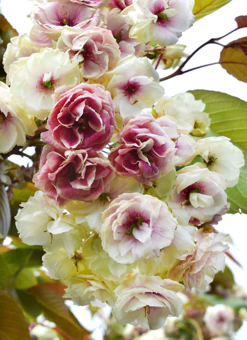 A Rare Beauty in Bloom - Prunus 'Japanese Lantern™' | Frank