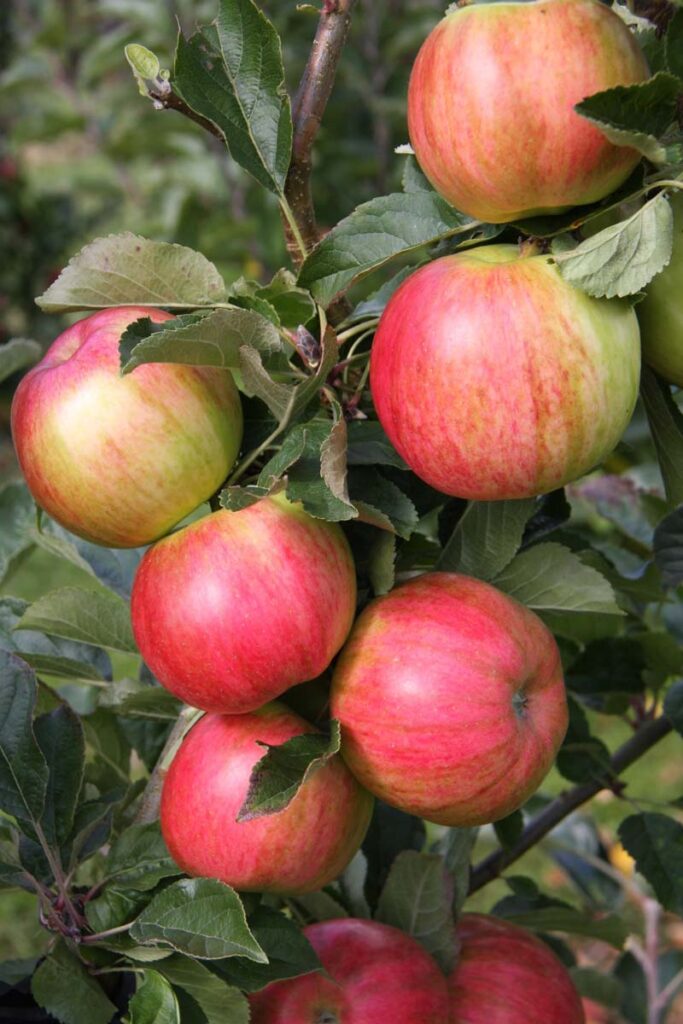 Apple Rainbow “ERICS RAINBOW™ Fruit