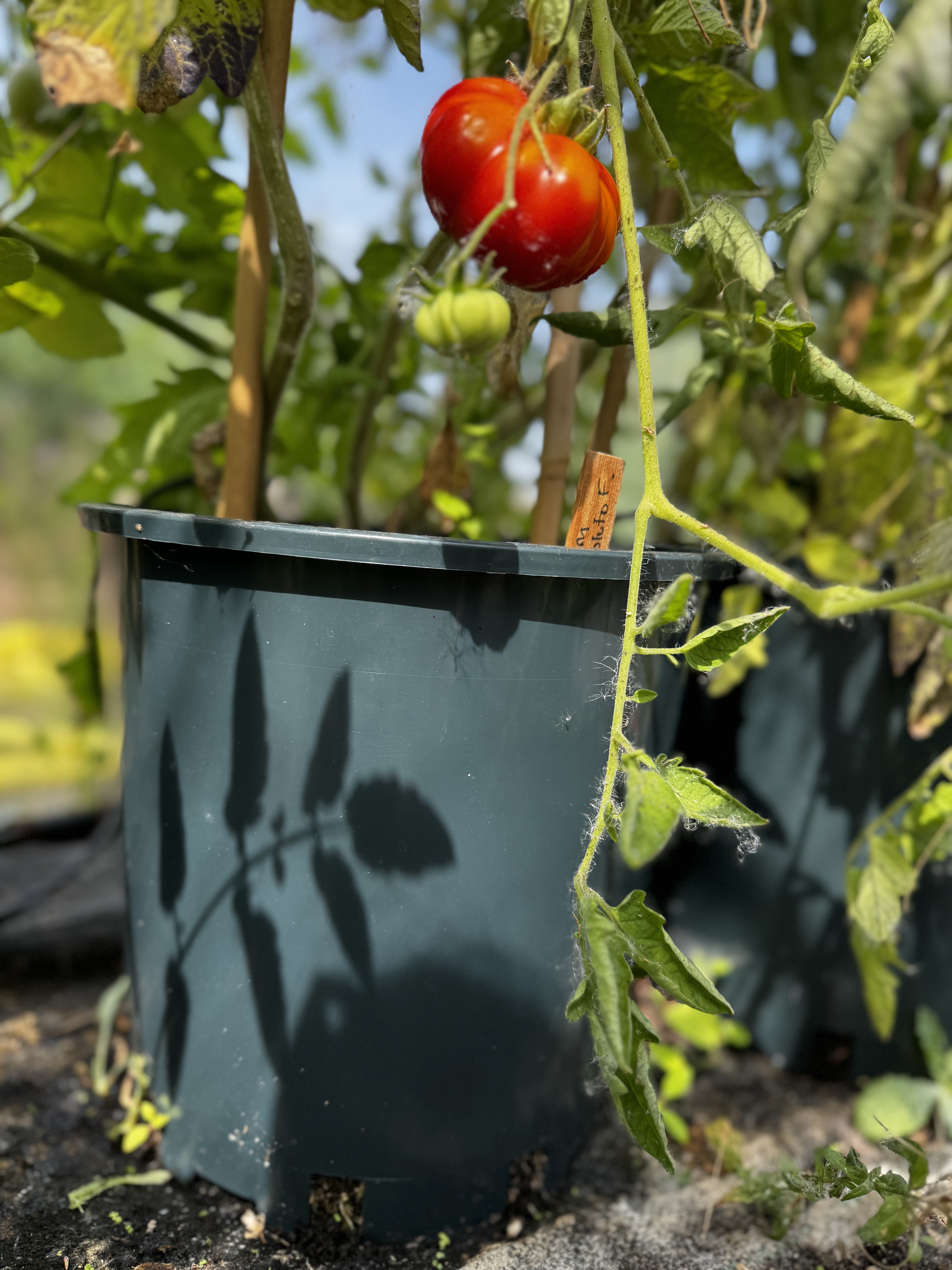Recycled Plastic Pot