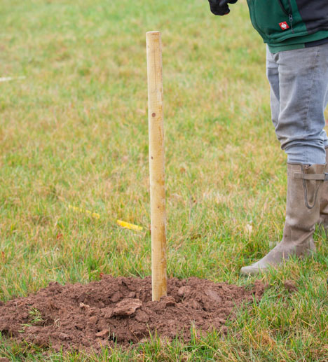 Tree Stake