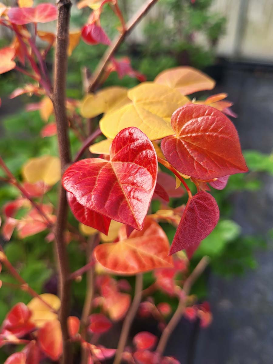 Cercis canadensis 'Hearts A'Fire'™