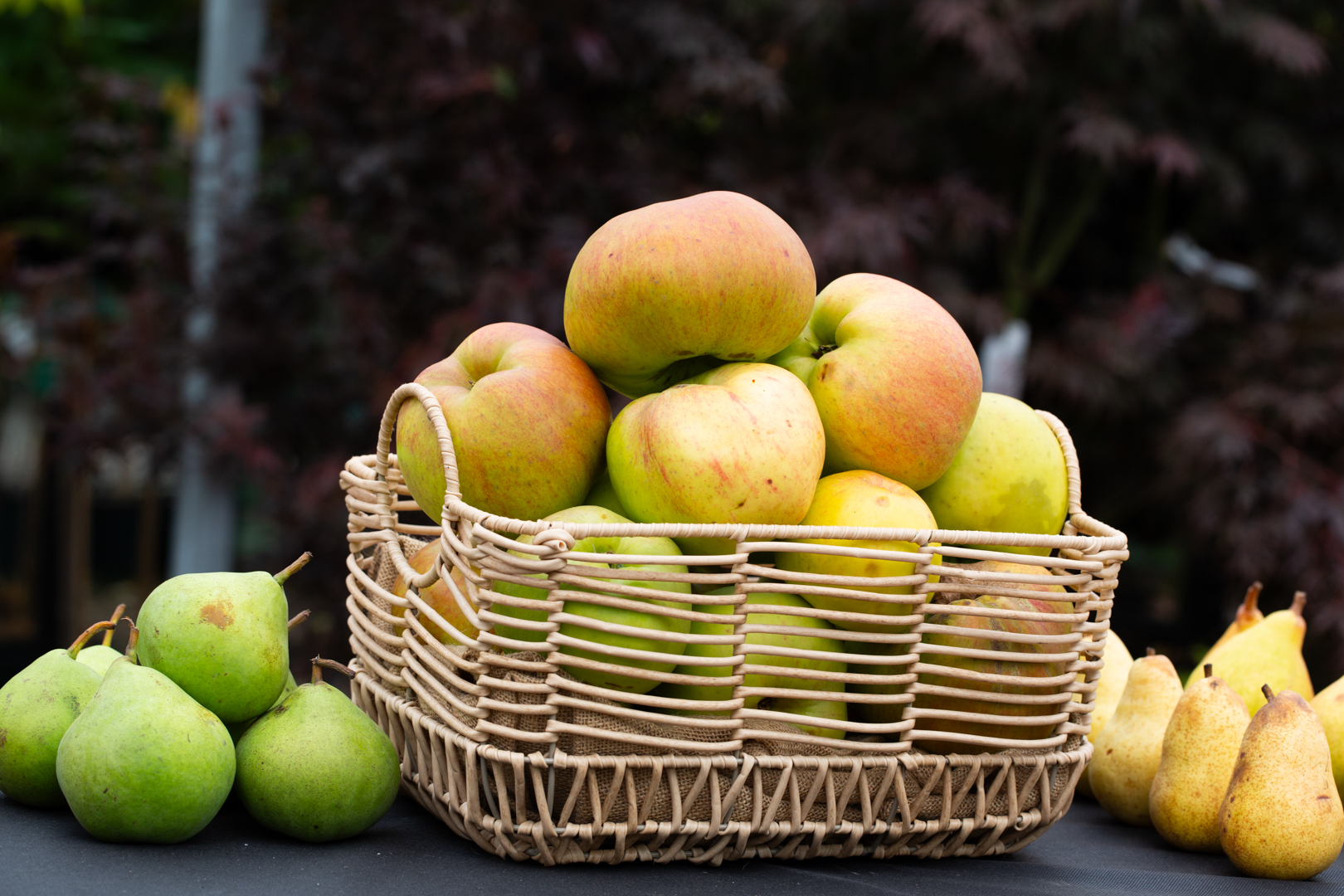 Fruit Tree Harvest