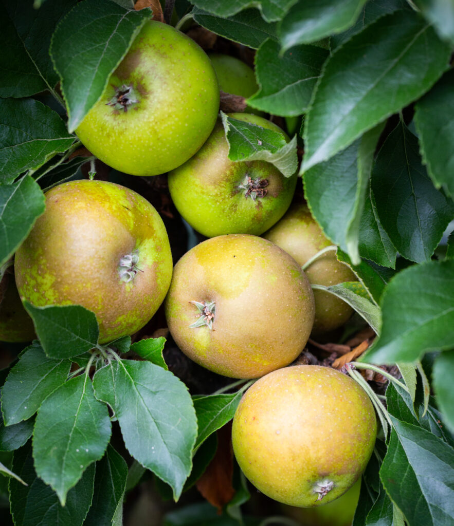 Apples for a North-Facing Garden