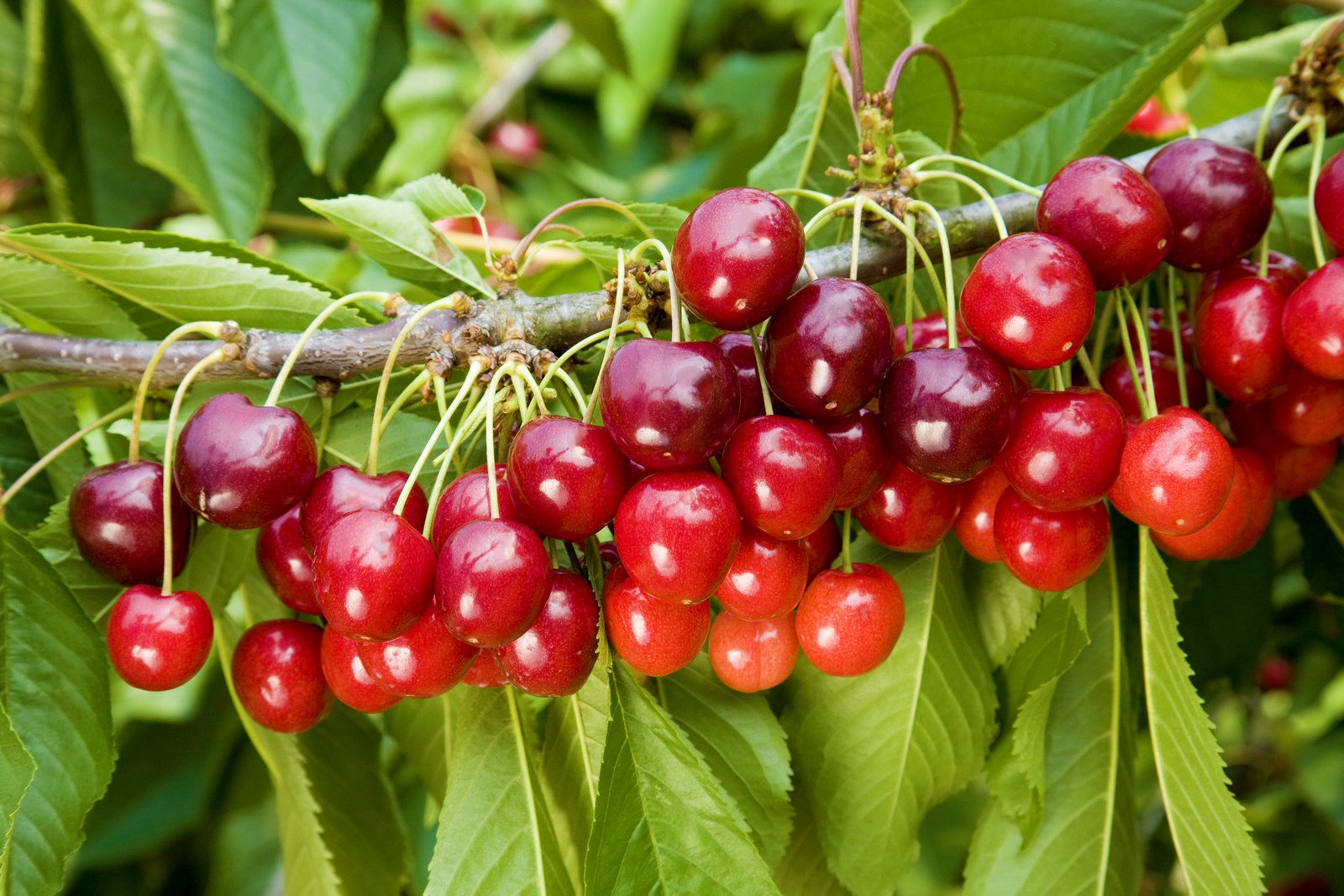 Cherry Stella Fruit Tree