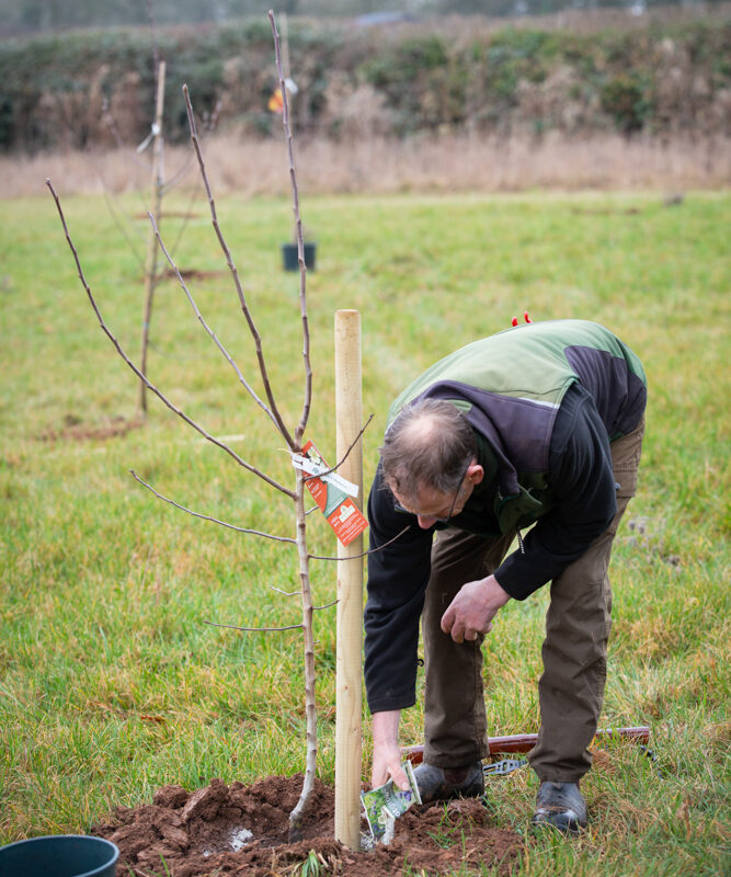 Autumn best for planting trees