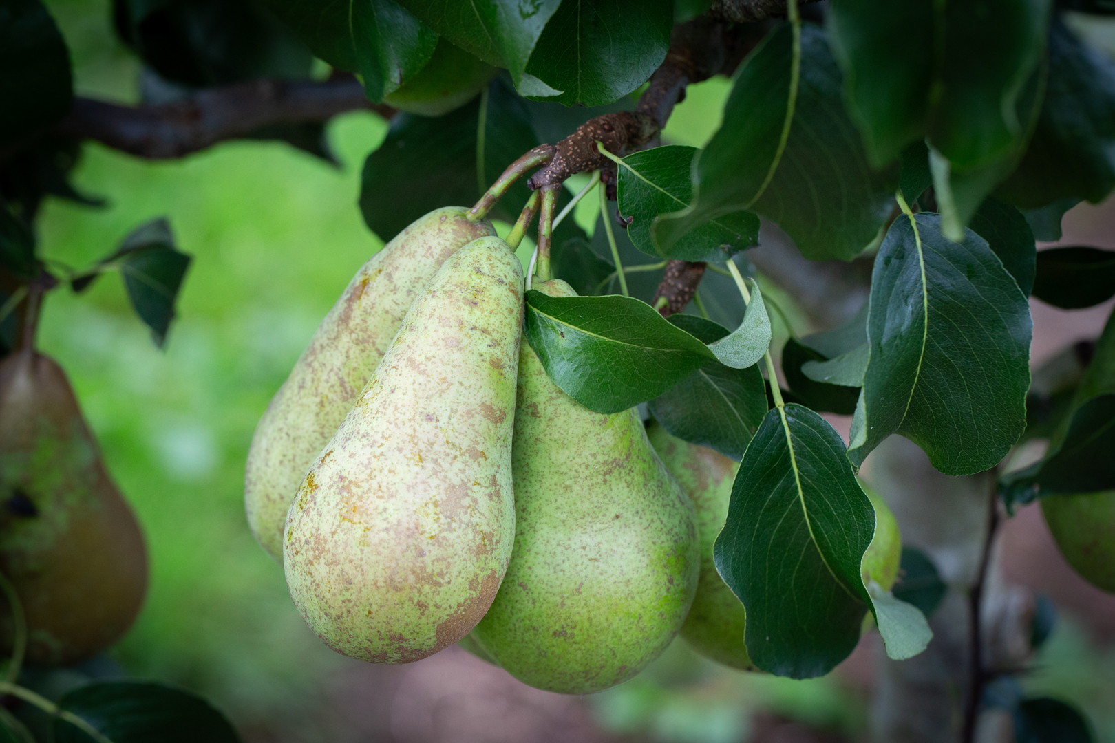 Pear Concorde Fruit Tree